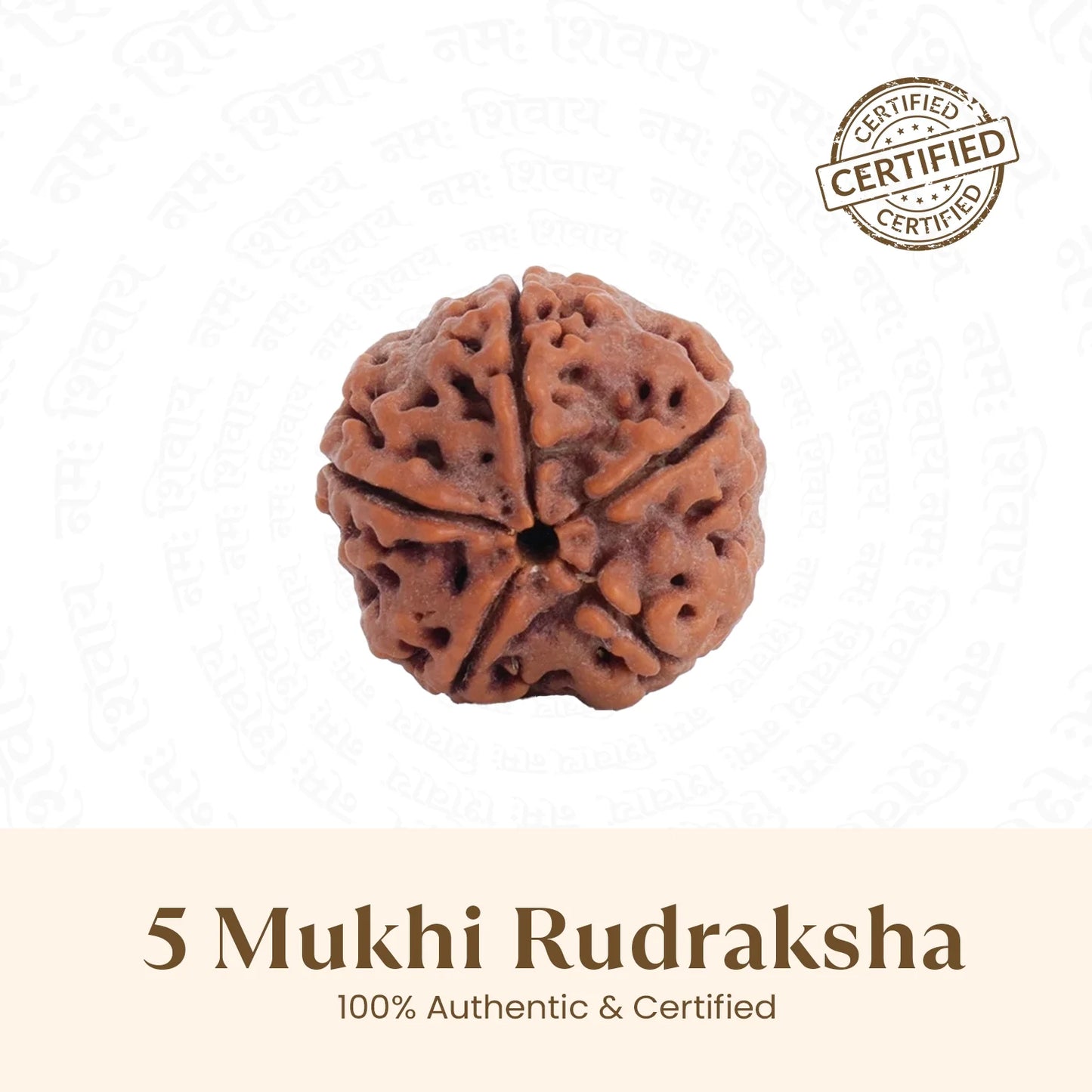 Nepal Origin 5 Mukhi Rudraksha Bead - Free Gift