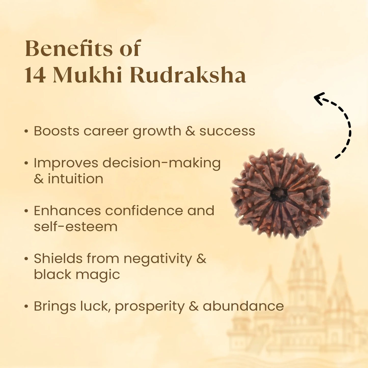 Nepal Origin 14 Mukhi Rudraksha - 18mm - 22mm