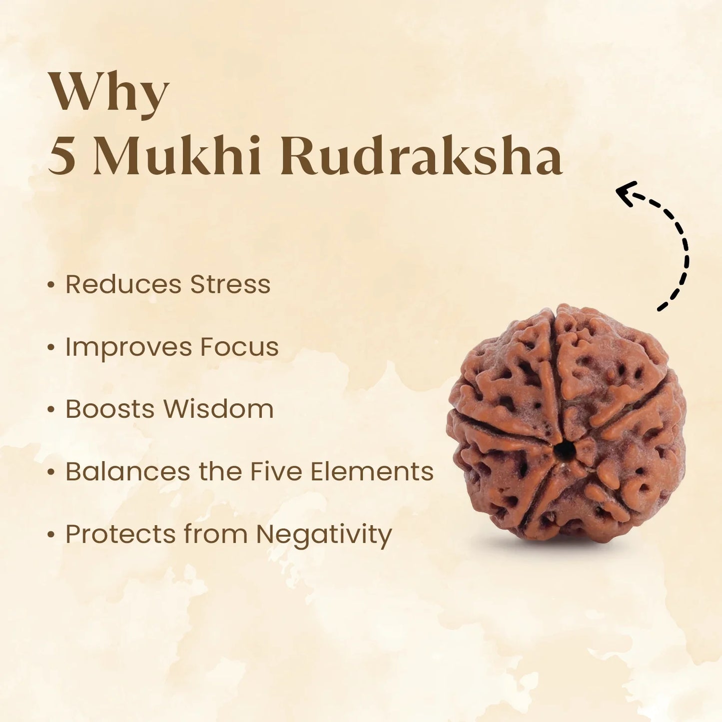 Nepal Origin 5 Mukhi Rudraksha Bead - Free Gift