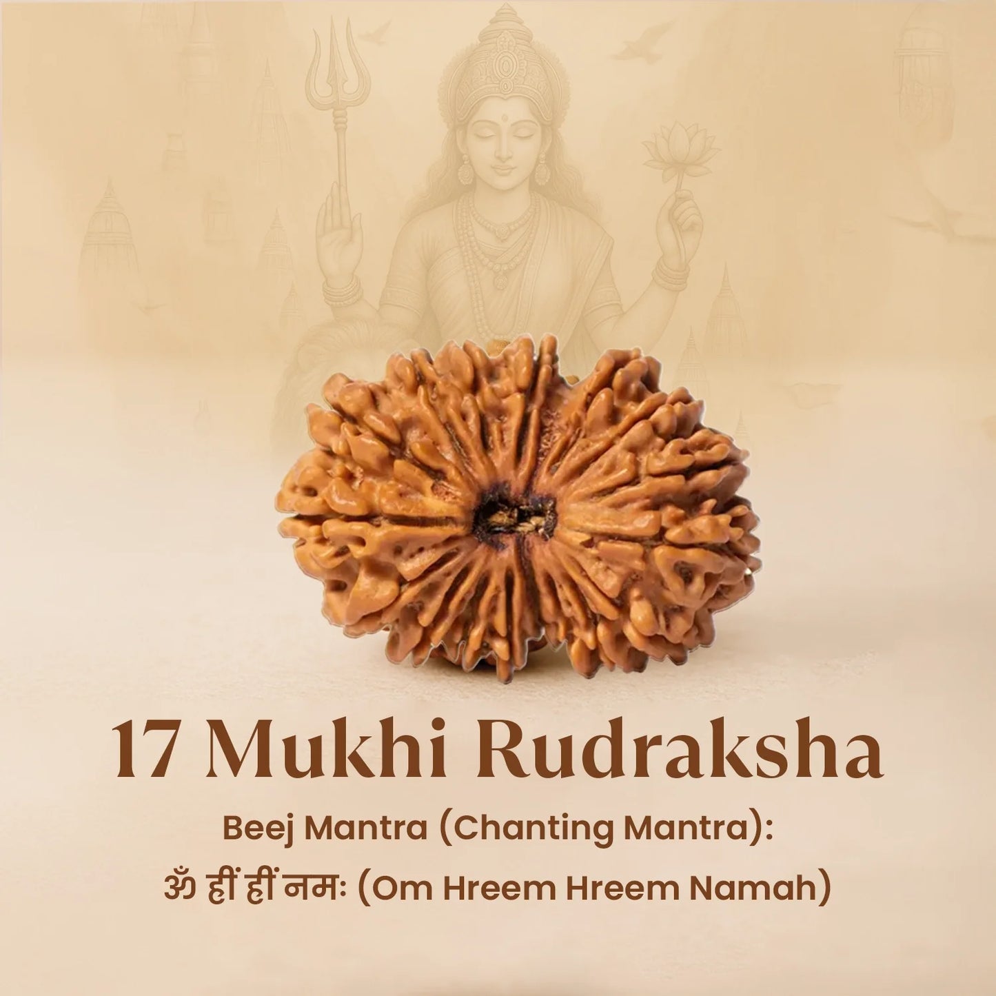 Nepal Origin 17 Mukhi Rudraksha - 18mm - 22mm
