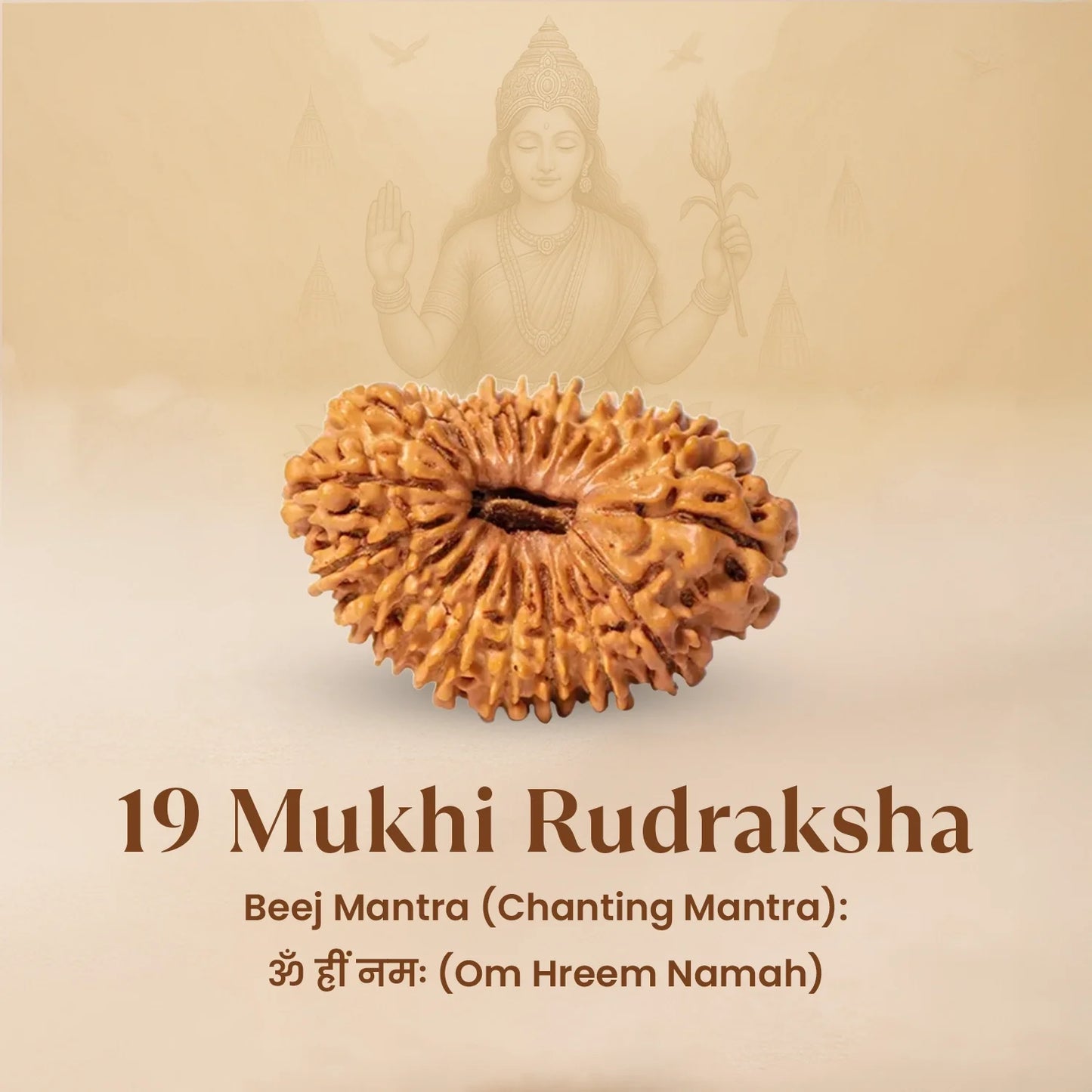Nepal Origin 19 Mukhi Rudraksha - 18mm - 22mm