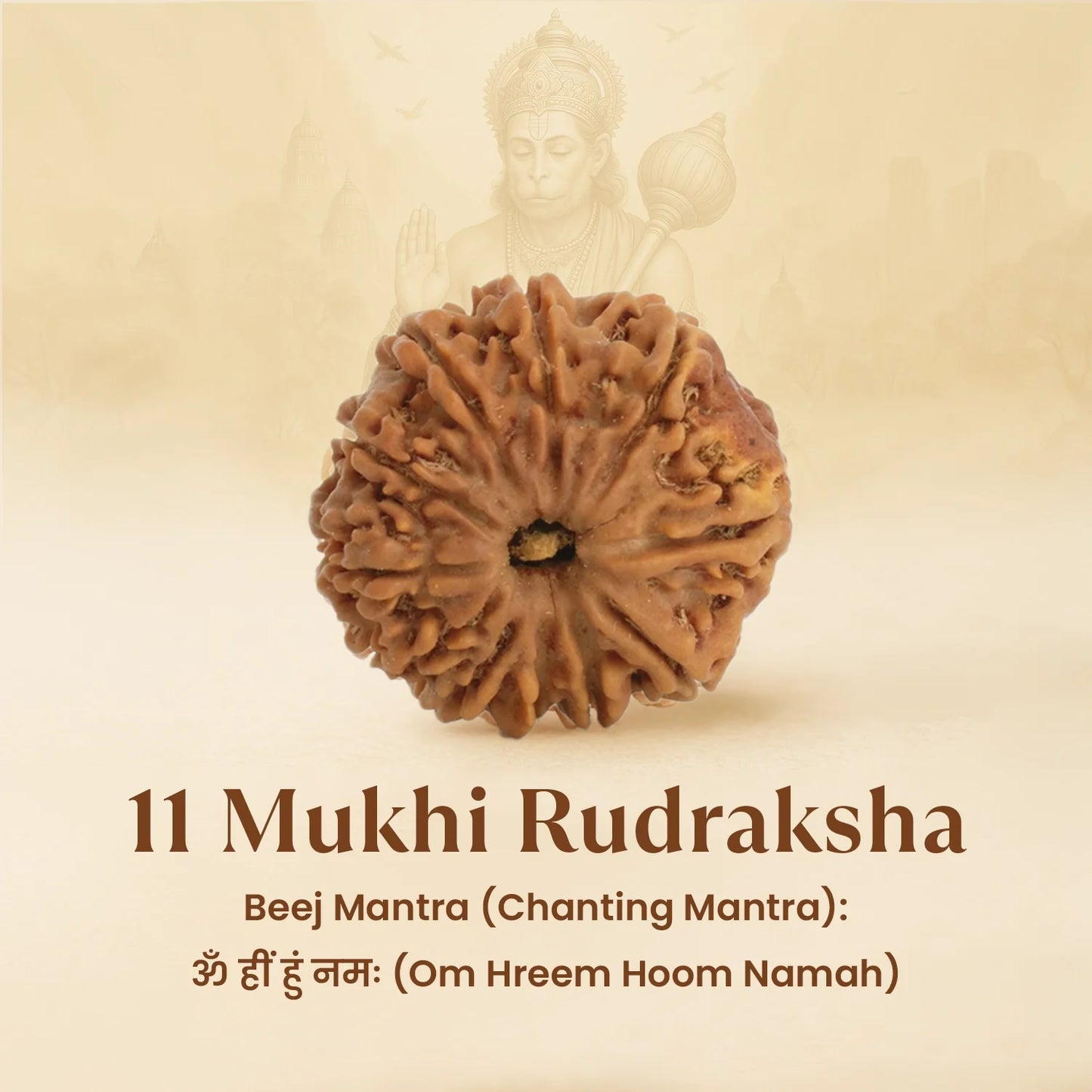 Kashi Siddh Nepal Origin 11 Mukhi Rudraksha - 18mm - 22mm