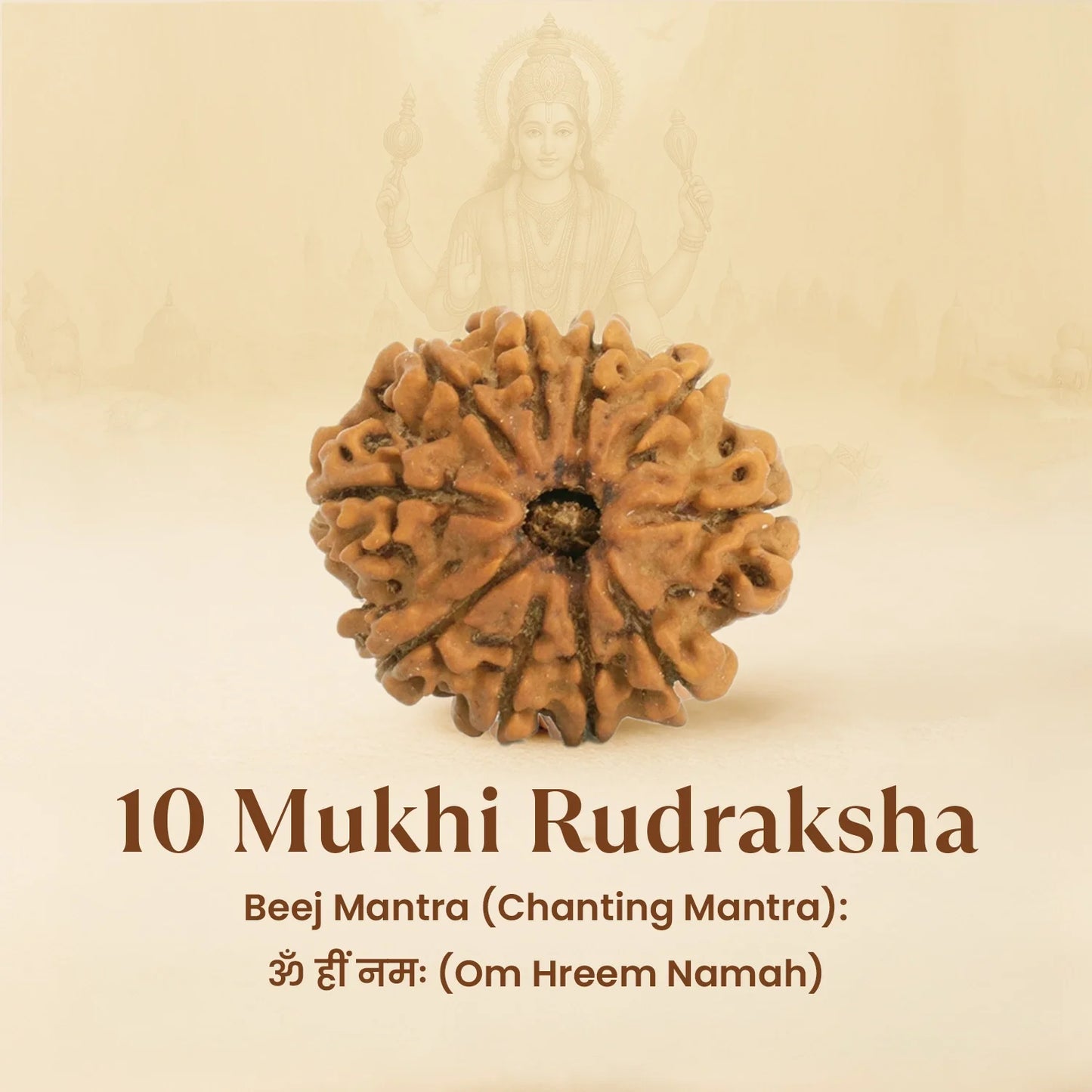 Kashi Siddh Nepal Origin 10 Mukhi Rudraksha - 18mm - 22mm