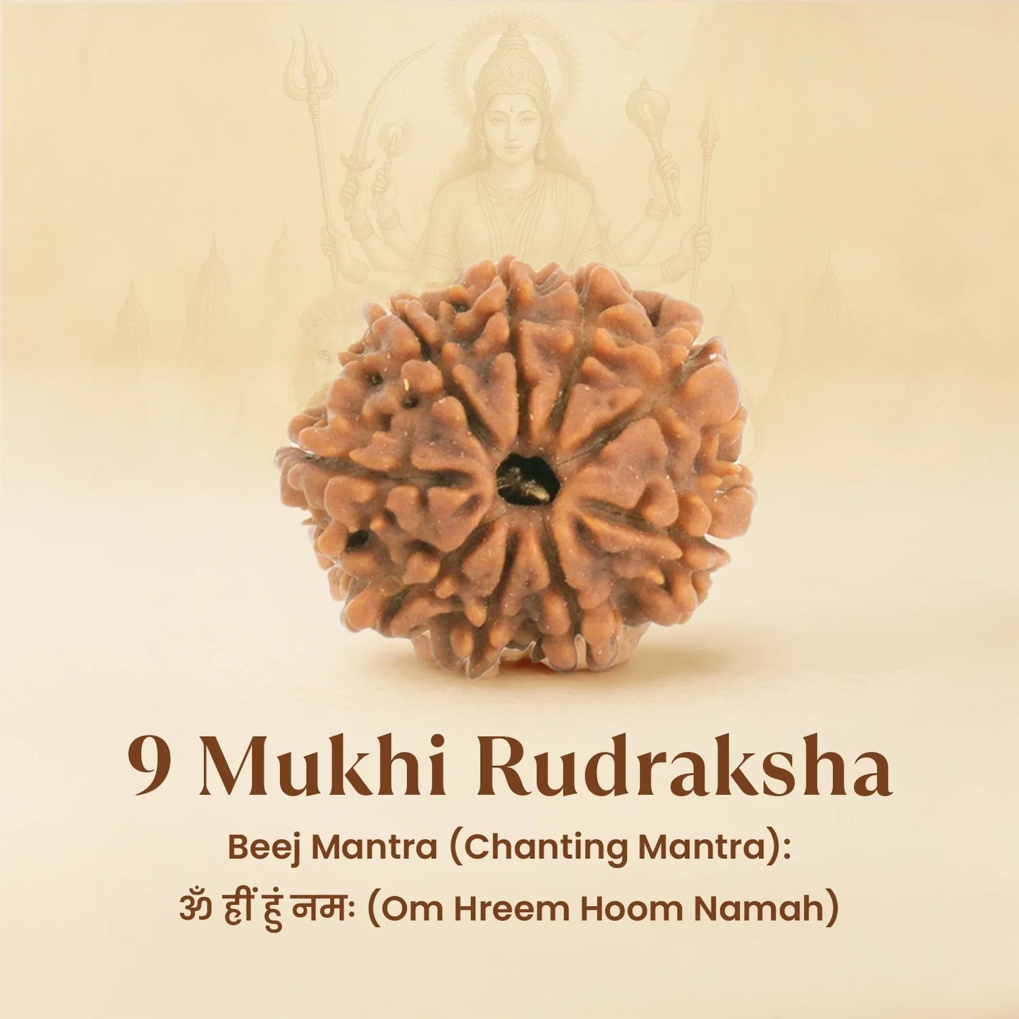 Kashi Siddh Nepal Origin 9 Mukhi Rudraksha - 18mm - 22mm