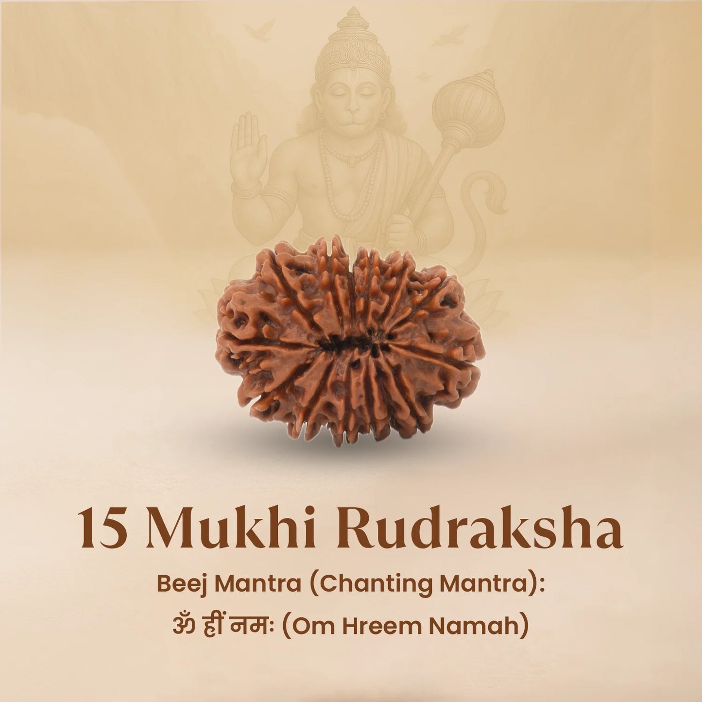 Nepal Origin 15 Mukhi Rudraksha - 18mm - 22mm