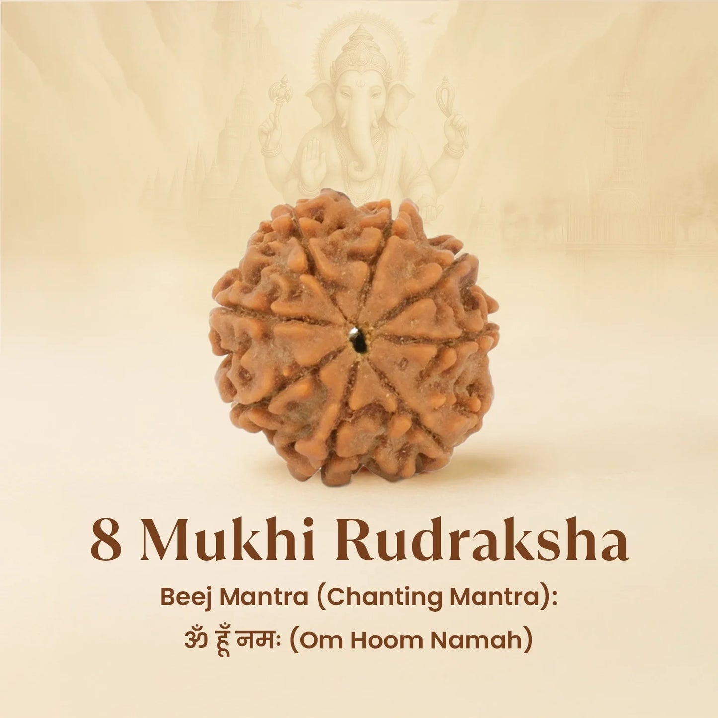Kashi Siddh Nepal Origin 8 Mukhi Rudraksha - 18mm - 22mm