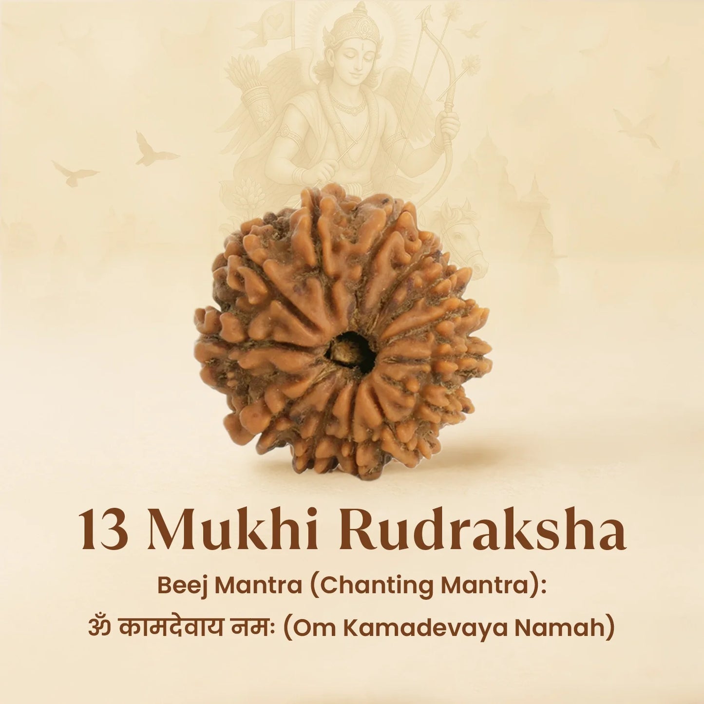 Kashi Siddh Nepal Origin 13 Mukhi Rudraksha - 18mm - 22mm