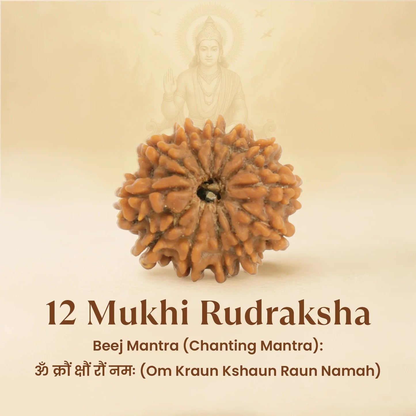 Kashi Siddh Nepal Origin 12 Mukhi Rudraksha - 18mm - 22mm