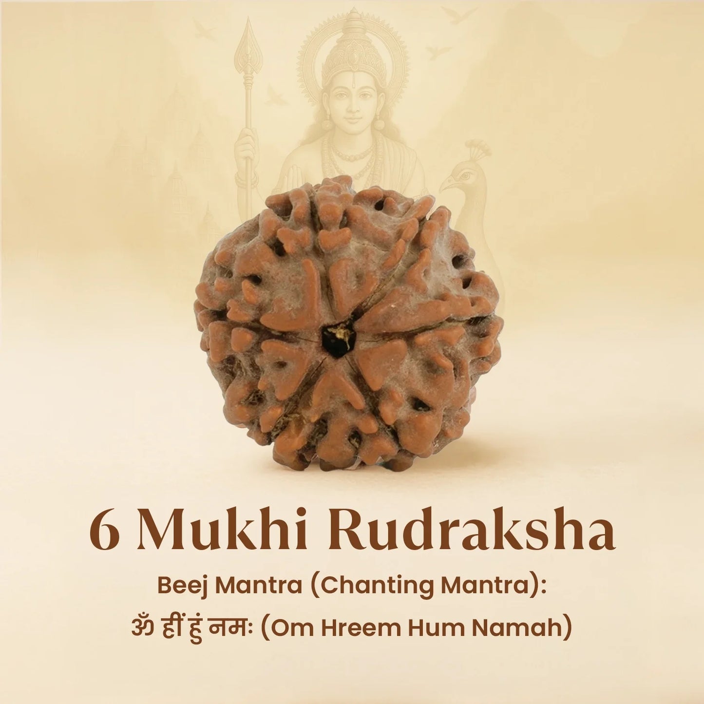 Kashi Siddh Nepal Origin 6 Mukhi Rudraksha - 18mm - 22mm