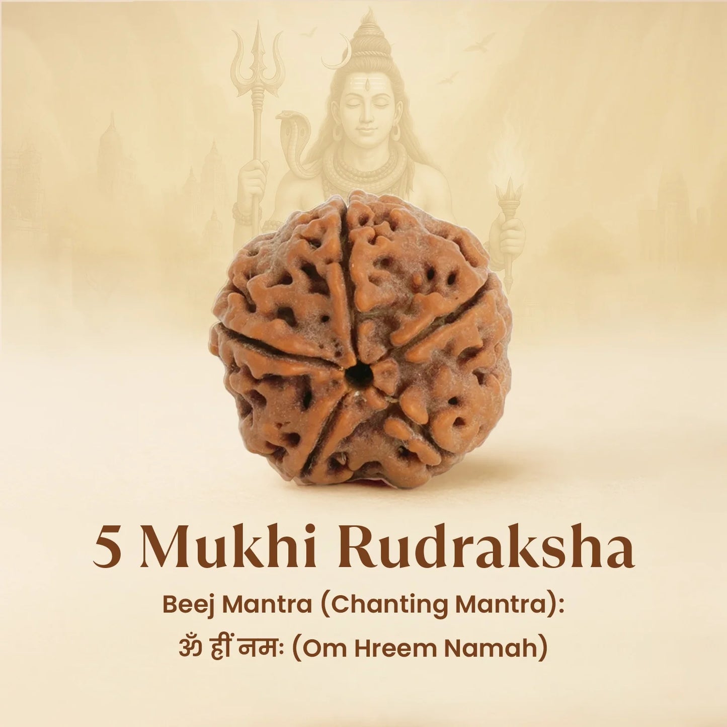 Kashi Siddh 5 Mukhi Rudraksha Bracelet