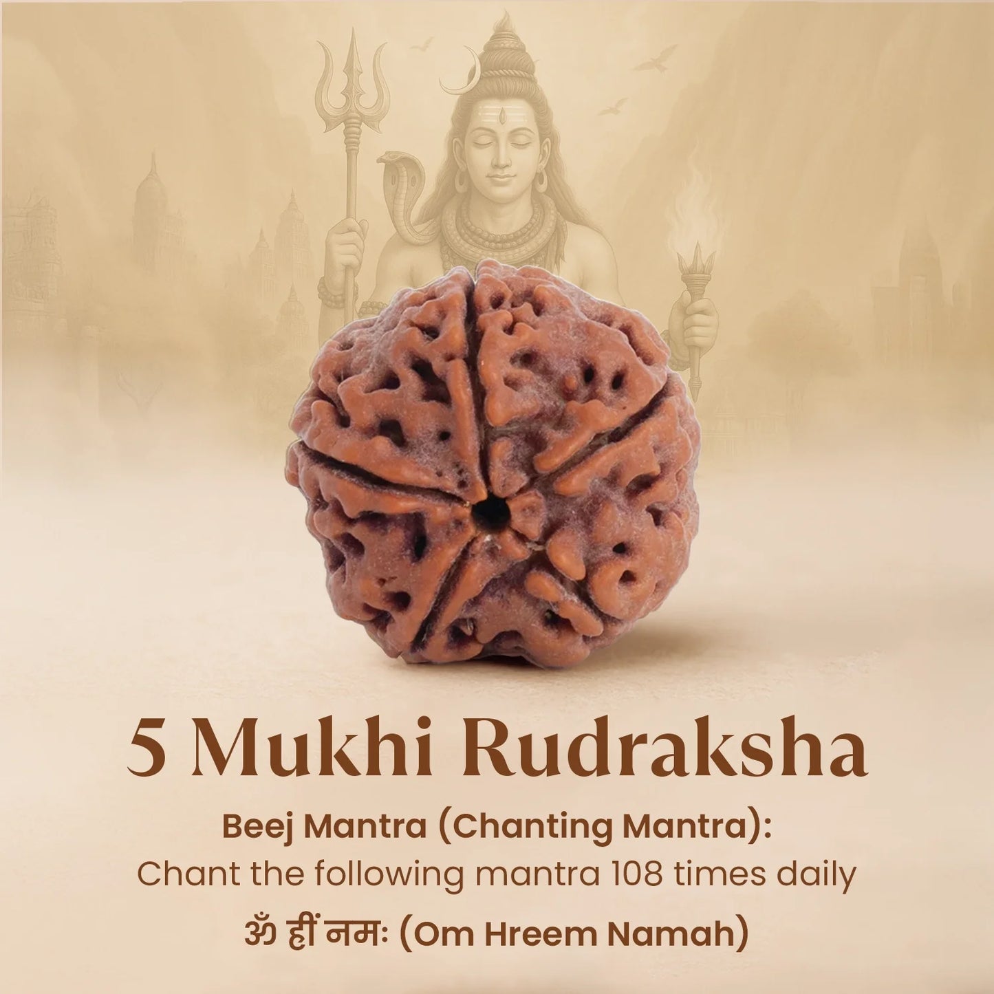 Nepal Origin 5 Mukhi Rudraksha Bead - Free Gift