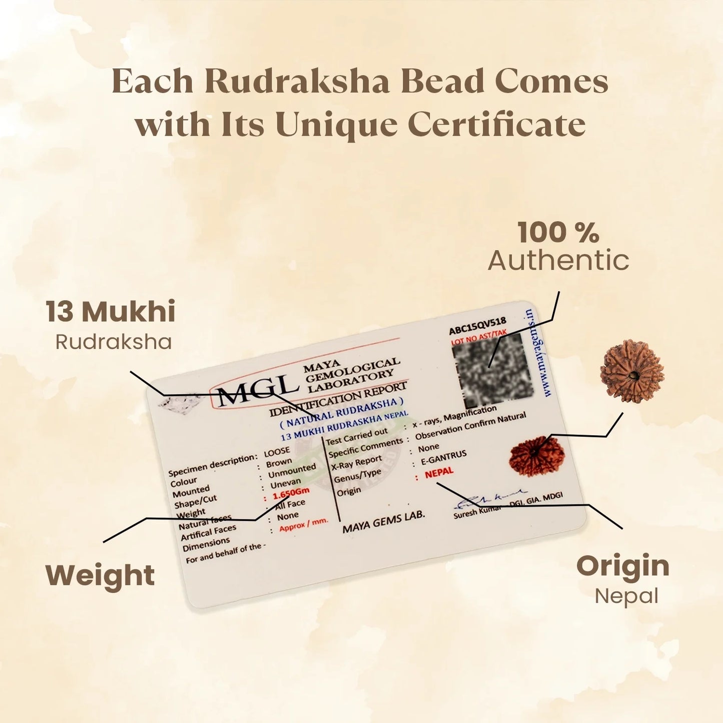 Kashi Siddh Nepal Origin 13 Mukhi Rudraksha - 18mm - 22mm