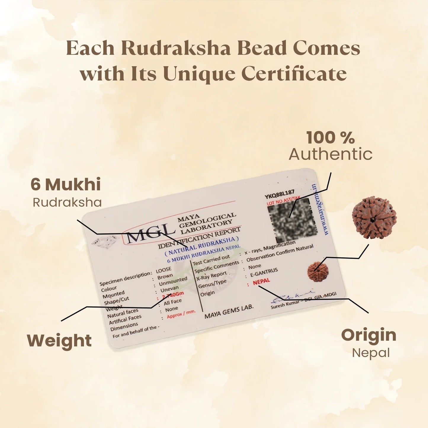 Kashi Siddh Nepal Origin 6 Mukhi Rudraksha - 18mm - 22mm