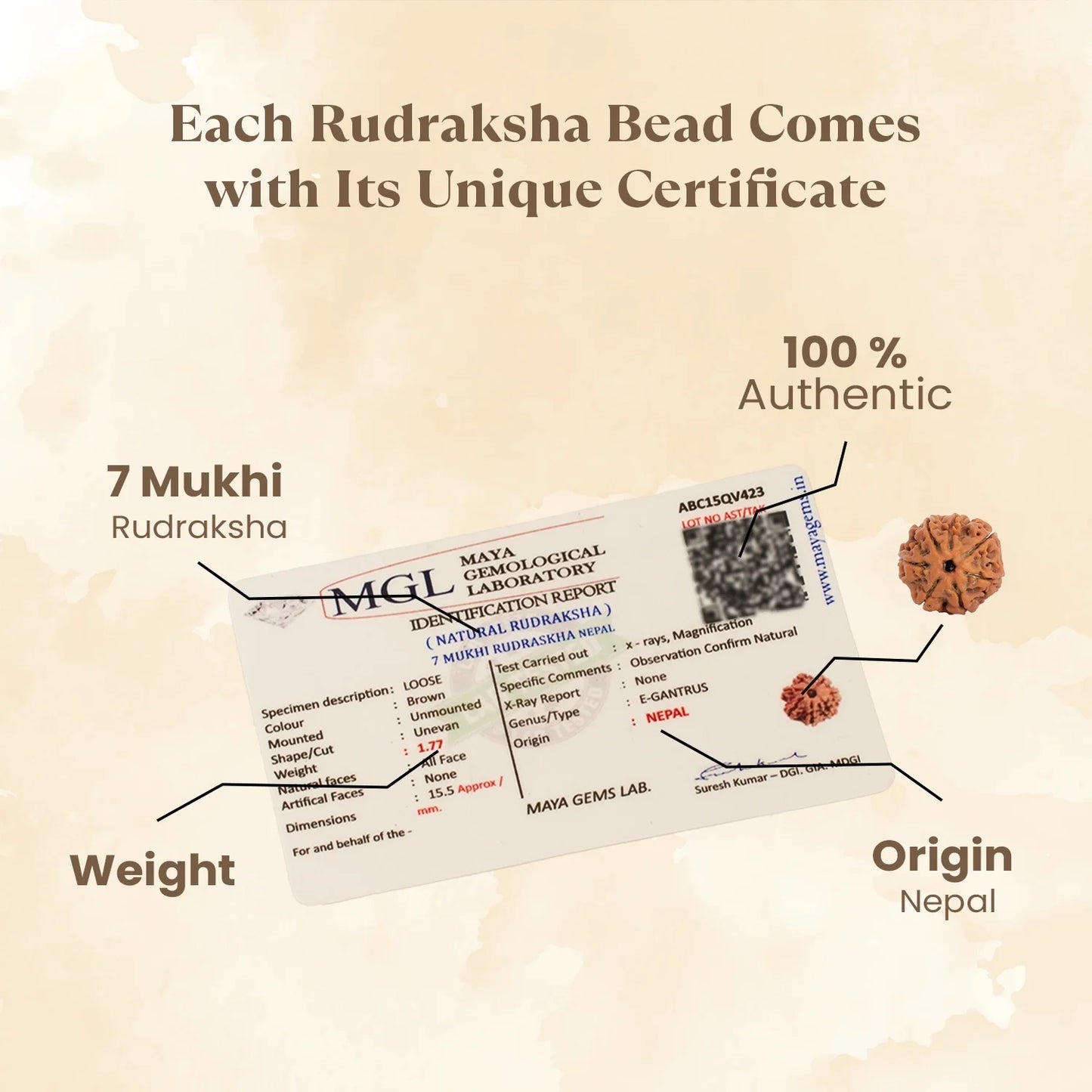 Kashi Siddh Nepal Origin 7 Mukhi Rudraksha - 18mm - 22mm
