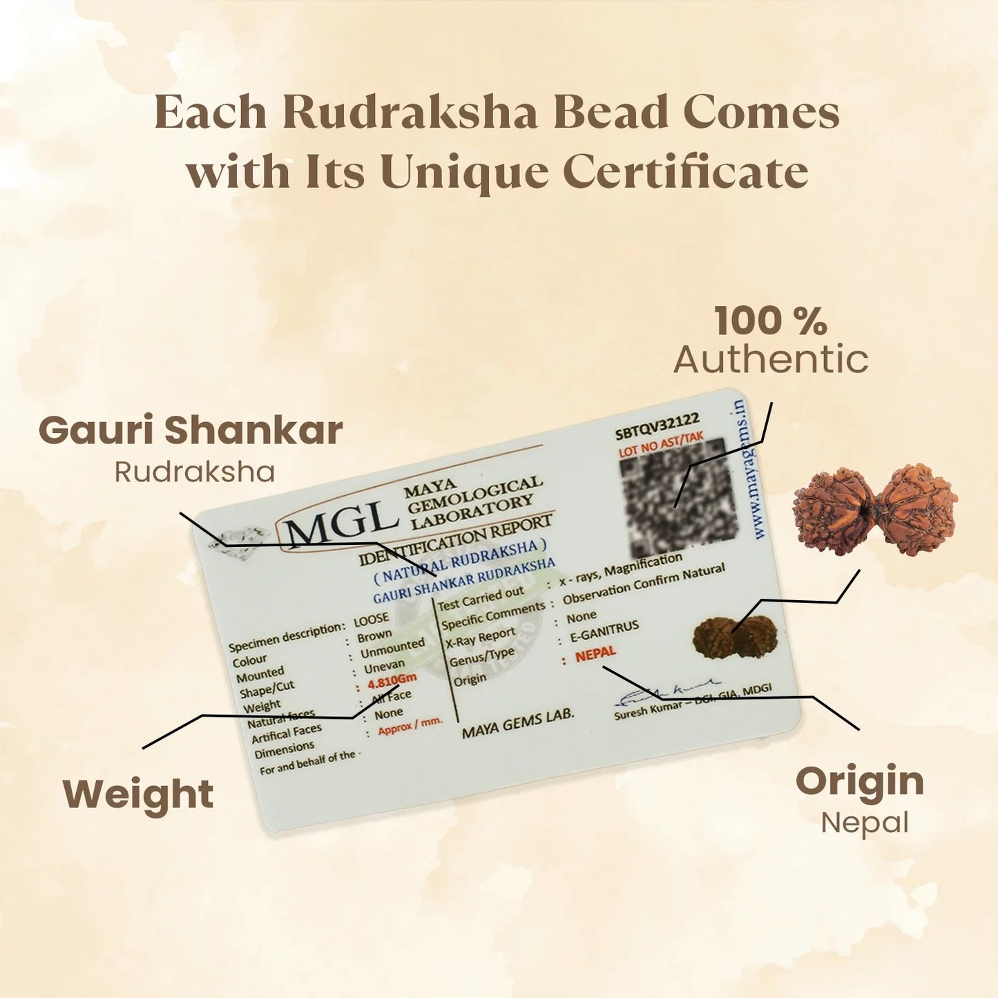 Kashi Siddh Nepal Origin Gauri Shankar Rudraksha - 18mm - 22mm