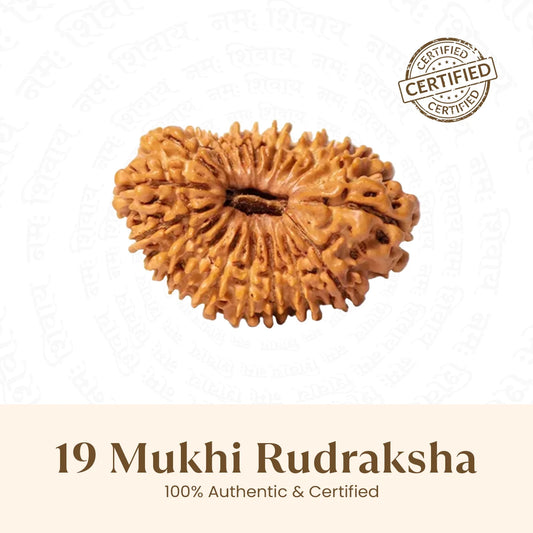 Nepal Origin 19 Mukhi Rudraksha - 18mm - 22mm