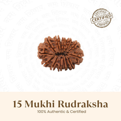 Nepal Origin 15 Mukhi Rudraksha - 18mm - 22mm