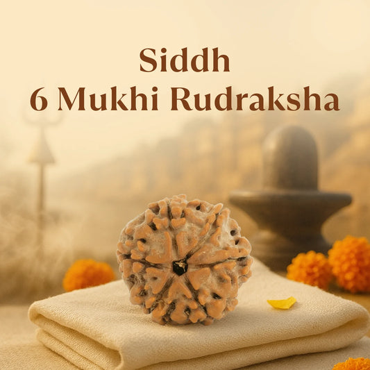 Kashi Siddh Nepal Origin 6 Mukhi Rudraksha -  18mm - 22mm