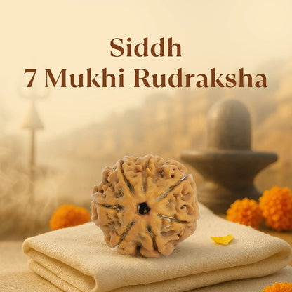 Kashi Siddh Nepal Origin 7 Mukhi Rudraksha -  18mm - 22mm
