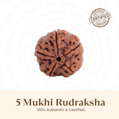 Nepal Origin 5 Mukhi Rudraksha Bead - Free Gift