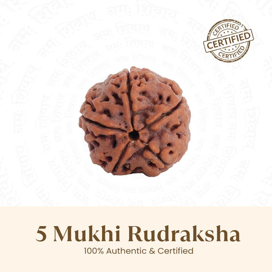 Nepal Origin 5 Mukhi Rudraksha Bead - Free Gift