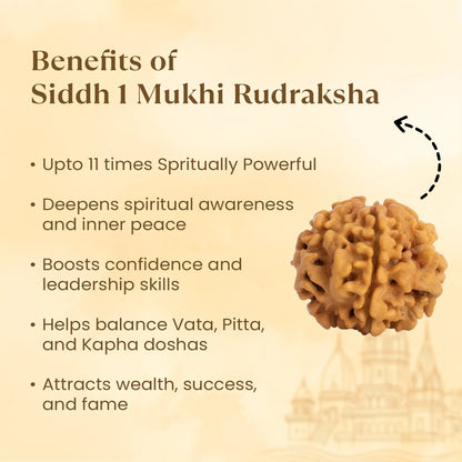 Kashi Siddh Nepal Origin 1 Mukhi Rudraksha -  18mm - 22mm