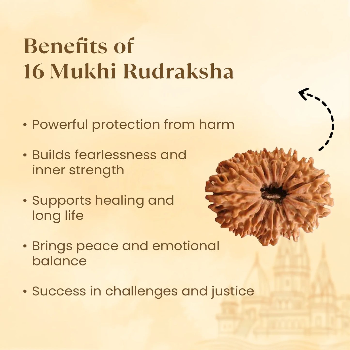 Nepal Origin 16 Mukhi Rudraksha - 18mm - 22mm