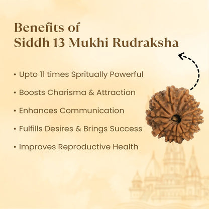 Kashi Siddh Nepal Origin 13 Mukhi Rudraksha -  18mm - 22mm