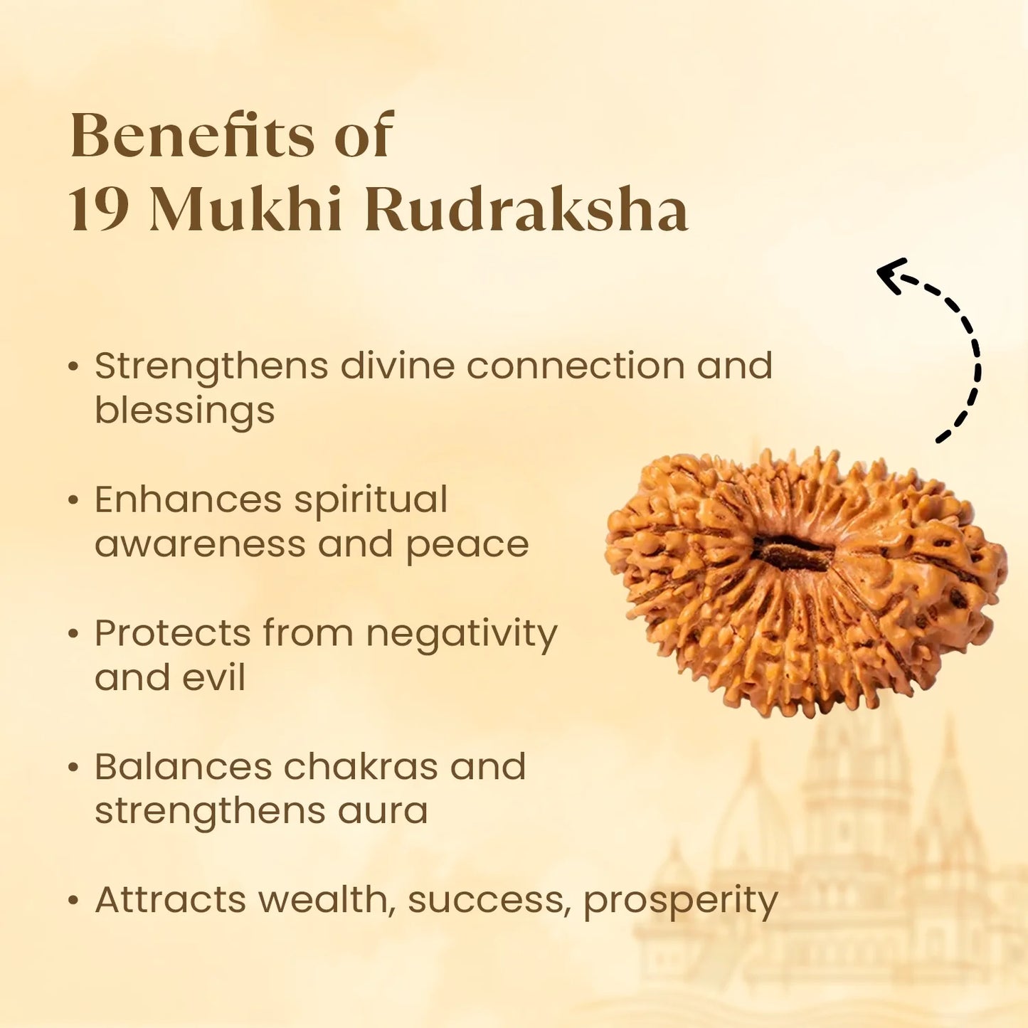 Nepal Origin 19 Mukhi Rudraksha - 18mm - 22mm