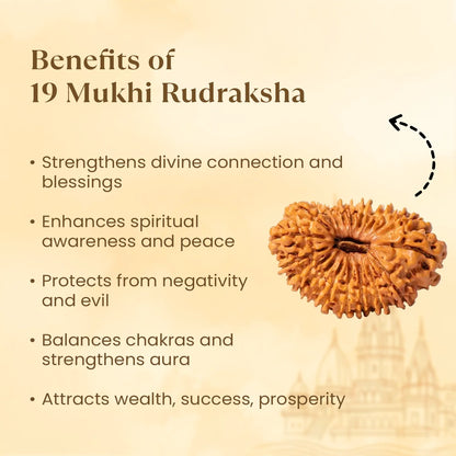 Nepal Origin 19 Mukhi Rudraksha - 18mm - 22mm