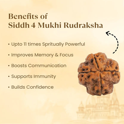 Kashi Siddh Nepal Origin 4 Mukhi Rudraksha -  18mm - 22mm