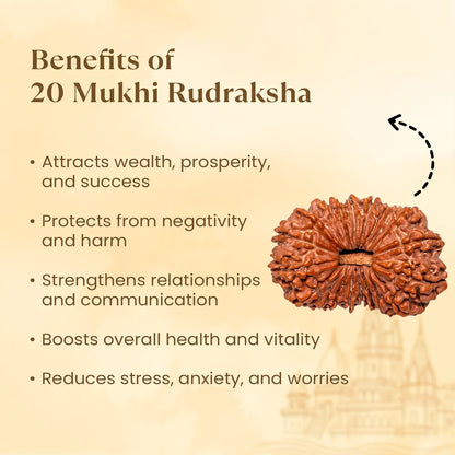 Nepal Origin 20 Mukhi Rudraksha - 18mm - 22mm