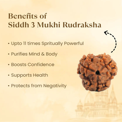 Kashi Siddh Nepal Origin 3 Mukhi Rudraksha -  18mm - 22mm