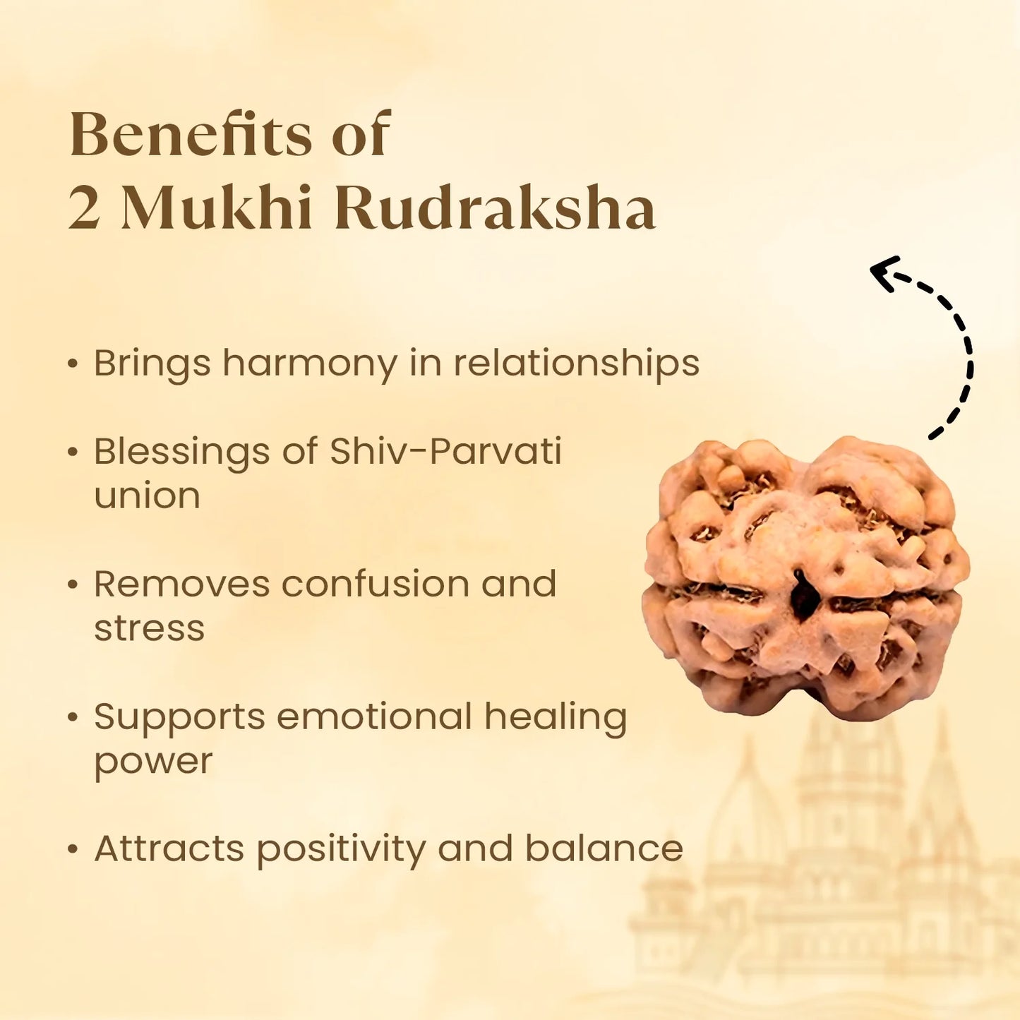 Nepal Origin 2 Mukhi Rudraksha - 18mm - 22mm