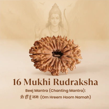 Nepal Origin 16 Mukhi Rudraksha - 18mm - 22mm