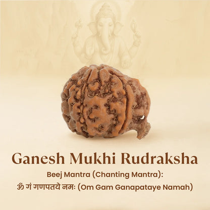 Kashi Siddh Nepal Origin Ganesh Mukhi Rudraksha -  18mm - 22mm