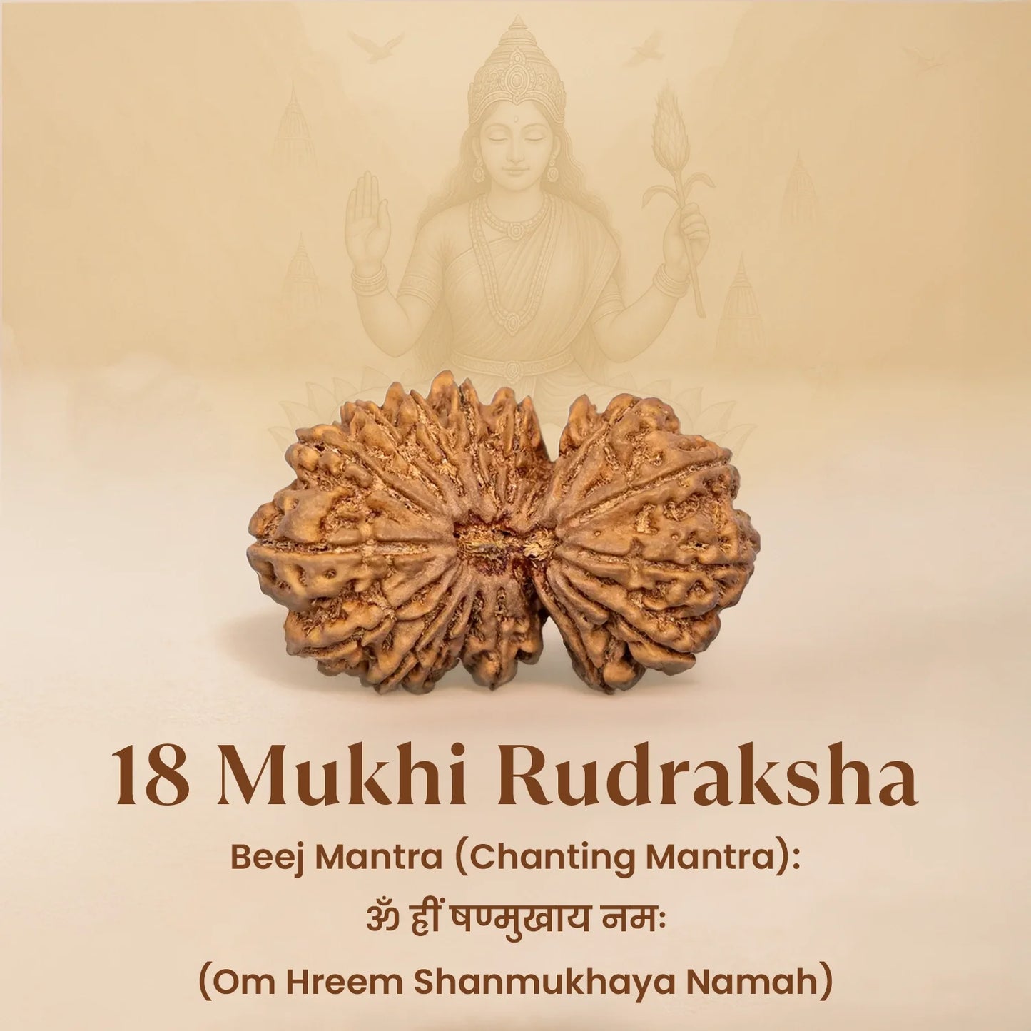 Nepal Origin 18 Mukhi Rudraksha - 18mm - 22mm