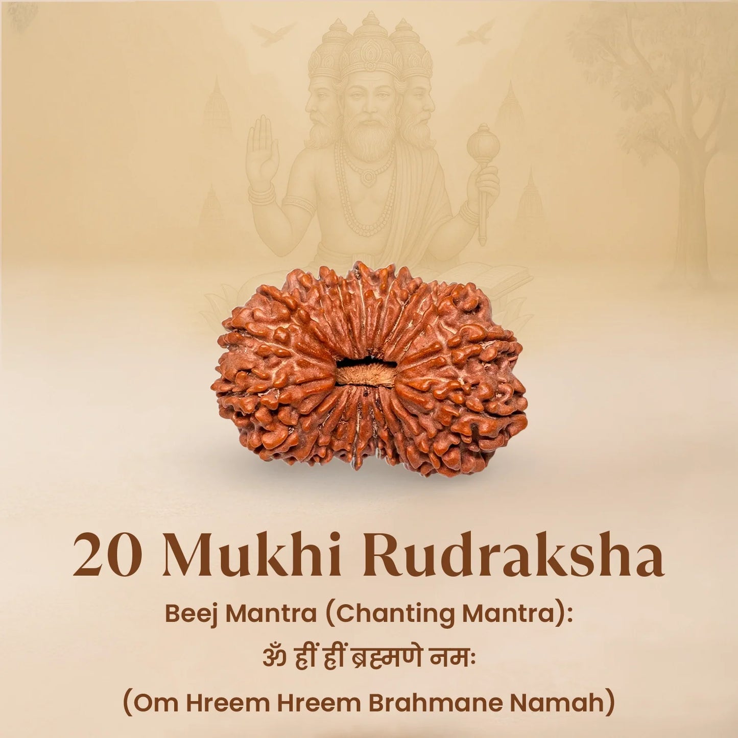 Nepal Origin 20 Mukhi Rudraksha - 18mm - 22mm