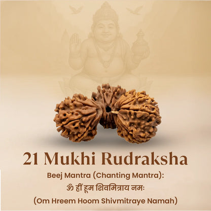 Nepal Origin 21 Mukhi Rudraksha - 18mm - 22mm