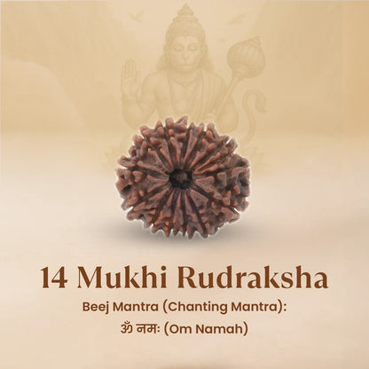 Nepal Origin 14 Mukhi Rudraksha - 18mm - 22mm