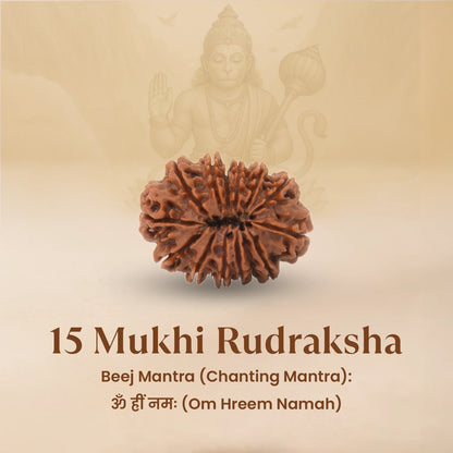 Nepal Origin 15 Mukhi Rudraksha - 18mm - 22mm