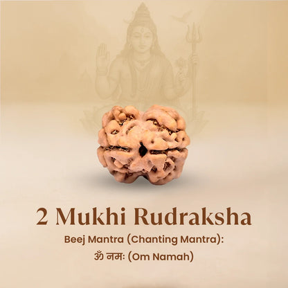 Nepal Origin 2 Mukhi Rudraksha - 18mm - 22mm
