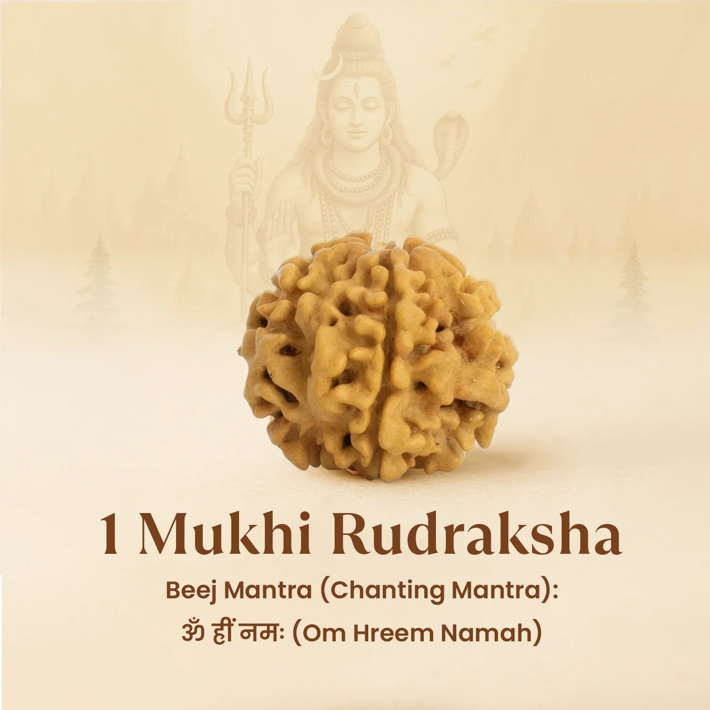 Kashi Siddh Nepal Origin 1 Mukhi Rudraksha -  18mm - 22mm