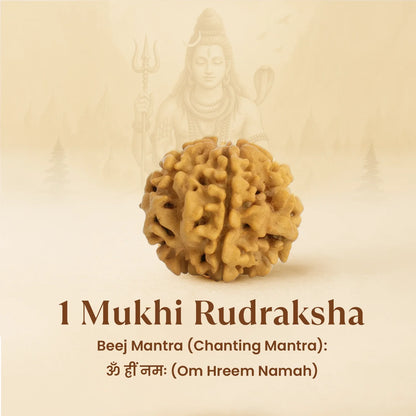 Kashi Siddh Nepal Origin 1 Mukhi Rudraksha -  18mm - 22mm