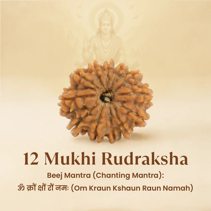 Kashi Siddh Nepal Origin 12 Mukhi Rudraksha -  18mm - 22mm