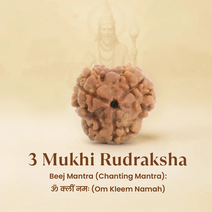 Kashi Siddh Nepal Origin 3 Mukhi Rudraksha -  18mm - 22mm