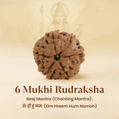 Kashi Siddh Nepal Origin 6 Mukhi Rudraksha -  18mm - 22mm