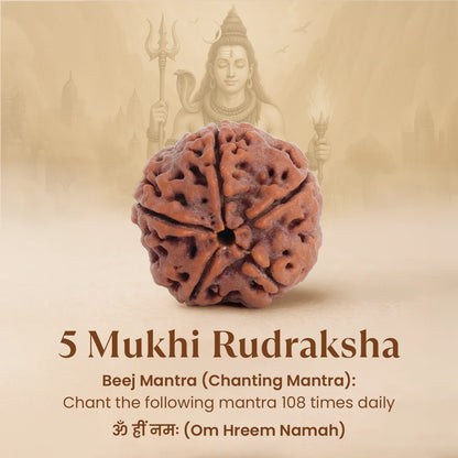 Nepal Origin 5 Mukhi Rudraksha Bead - Free Gift