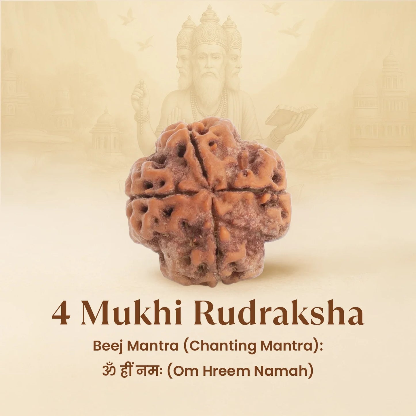 Kashi Siddh Nepal Origin 4 Mukhi Rudraksha -  18mm - 22mm