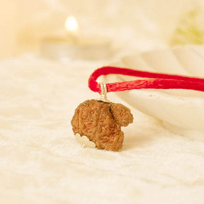 Kashi Siddh Nepal Origin Garbh Gauri Rudraksha - 18mm - 22mm